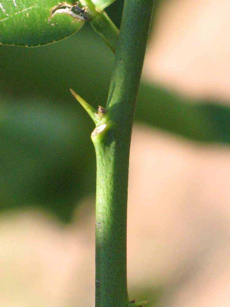            First year twig (Winter Haven, FL)   